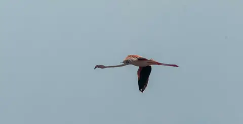 Greater Flamingo