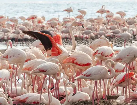 Flasher. The brilliant pink-orange underwing flash of color is caused by the extreme alkalinity of the lake supporting algae, crustaceans and brine-shrimp containing carotenoids that the birds react to.