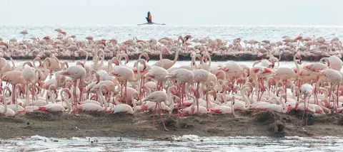 Flamingo Island. Most birds are nesting.