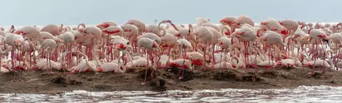 Flamingos. An early morning visit to the Greater Flamingo nesting site.