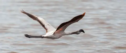 Lesser Flamingo. Both the Greater and Lesser Flamingo are present but the Lesser Flamingo is rarer.