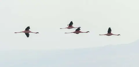 Flamingo Flight. It can be hard to tell one end from the other.