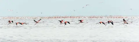 Flamingo Runway. They run on those long spindly legs before comitting themselves to their wings.
