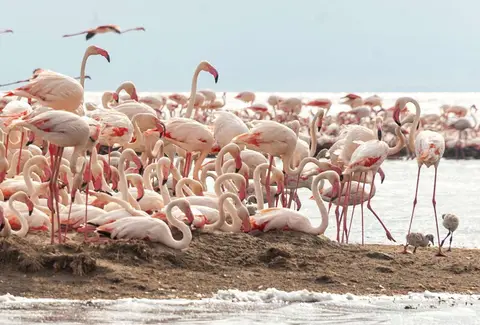 Flamingos