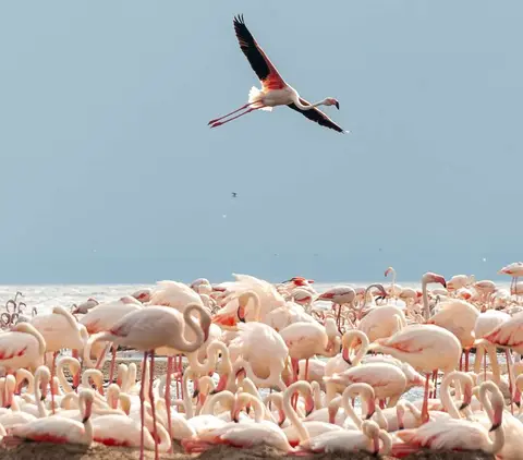 Flamingos