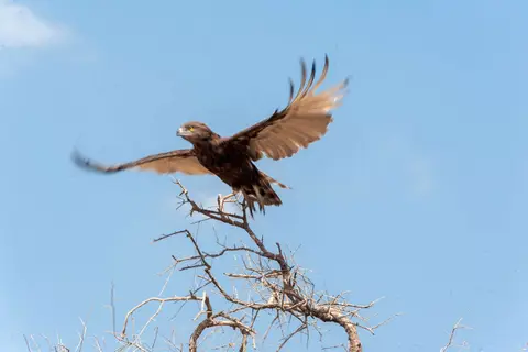 Snake Eagle Takeoff