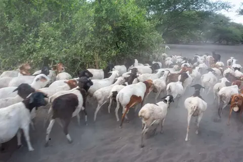 Goats. Maasai herd of goats.