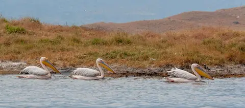 Pelican Parade