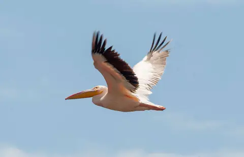 Pelican