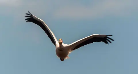 Pelican in Flight