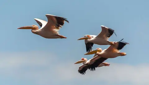 Pelicans in Flight