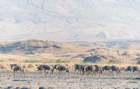 Wildebeest. With Ol Doinyo Lengai in the background