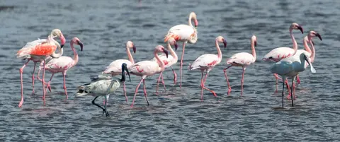 The Odd Bunch. A single greater flamingo wades with a spoonbill, a sacred ibis and a bunch of lesser flamingos.