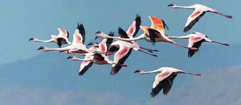 More Flamingos