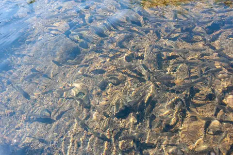 Fish. The pool at the spring has vast numbers of small fish that nibble your toes.