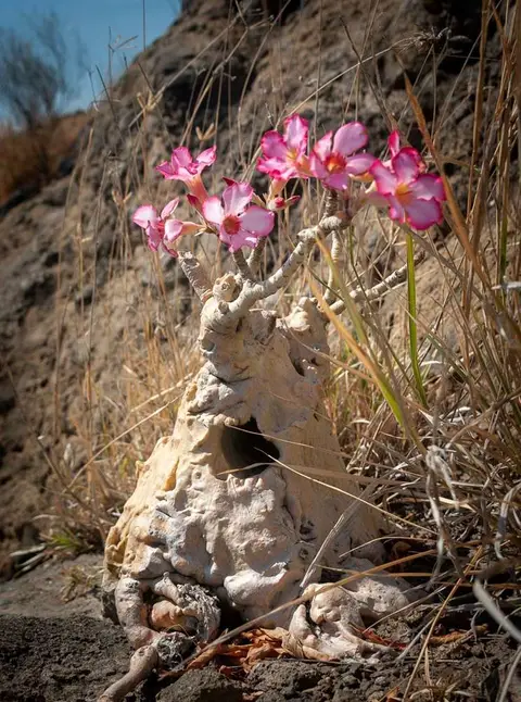 Desert Rose. This strange plant has an enormous trunk (that someone has bored a hole in), very few leaves, and masses of beautiful flowers.