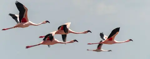 Flamingos