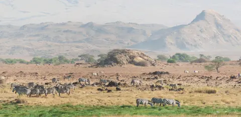 Zebra