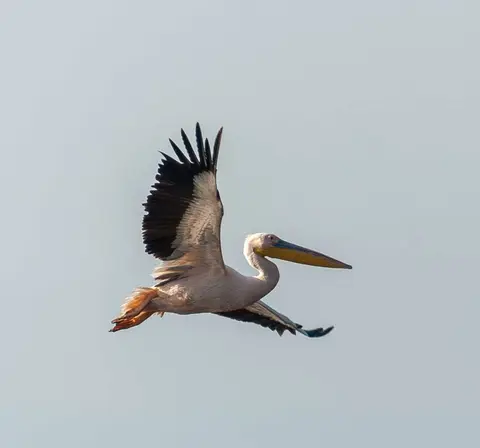 Pelican