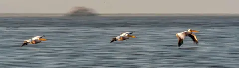 Pelicans in Flight