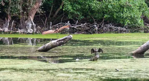 Two Birds on a Lake. The lake at the Ngare Sero Lodge is popular with birds.