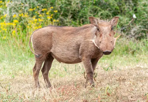 Warthog. Nice chops, pity about the warts.