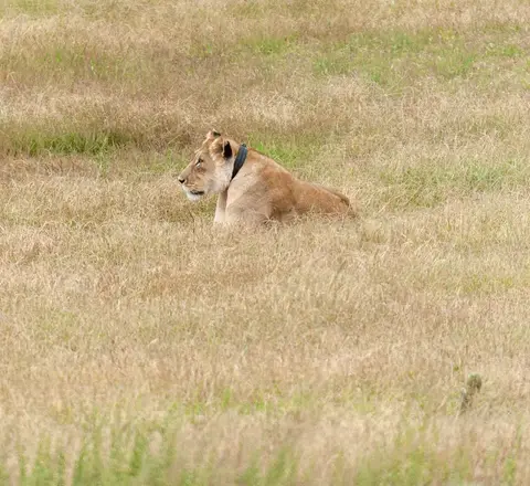 Lazy Lions. We saw a pride of lions lazing around, unfussed by all the fresh meat in cars.