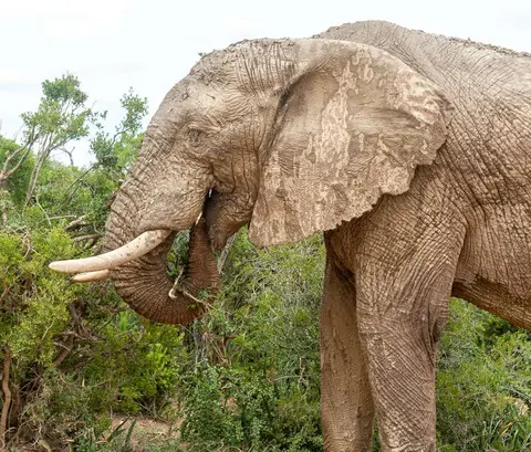 Dirty Boy. A very muddy elephant.