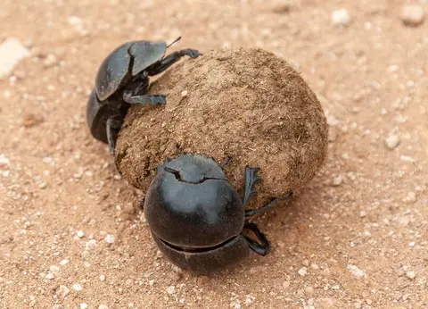 Dung Beetles. With 600 elephants to clean up after these guys never finish.