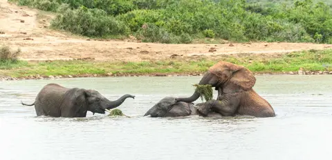 Boys will be Boys. A group of young bulls having fun.