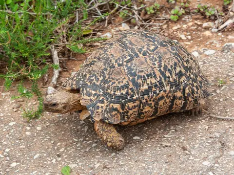 Tortoise