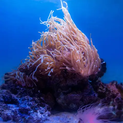 Anemone