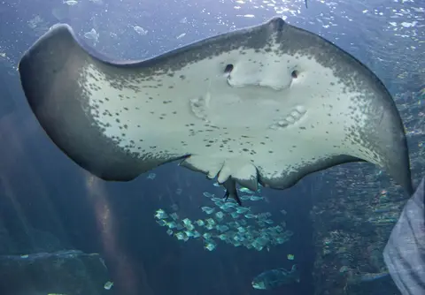 Ray