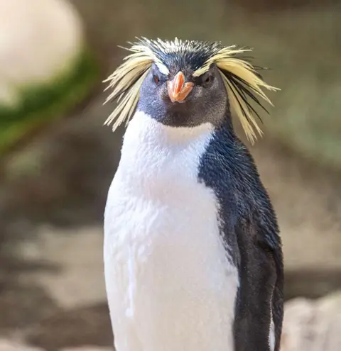 Cape Penguin