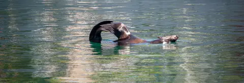 Dancing Seal. V&A marina is inhabited by a large population of these animals.