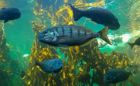 Fish