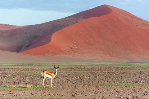 Thompson's Gazelle and Namibian Dune