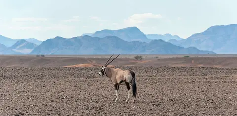 Oryx in Naukluft Mountains