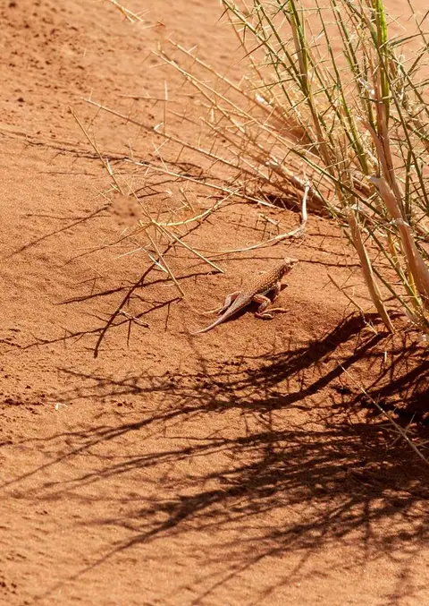Desert Resident. The desert looks deserted at first glance but when you look closer there are bugs, beetles and lizards everywhere.
