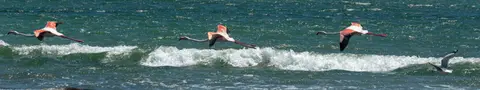 Flamingos in Flight