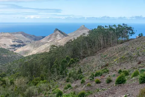 Eucalypts. All the original vegetation has been stripped. Only introduced species and a few isolated native plants servive.