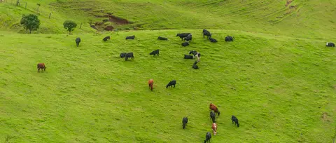 Agriculture. Farming on the island is limited. This was the only herd of cows I saw.