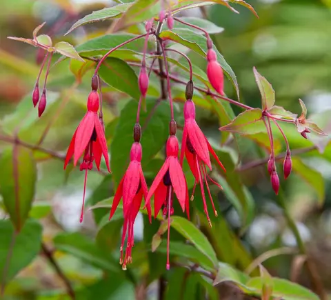 Fuschia Flowers