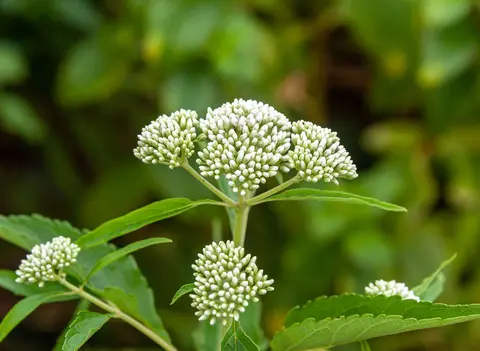 White Weed. An invasive plant that does extremely well on Saint Helena covering large areas.
