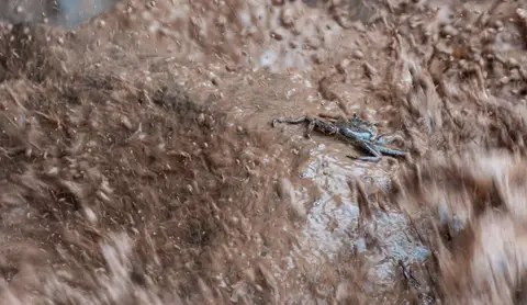 Living Dangerously. This crab and many of his family live there lives at the base of a waterfall.
