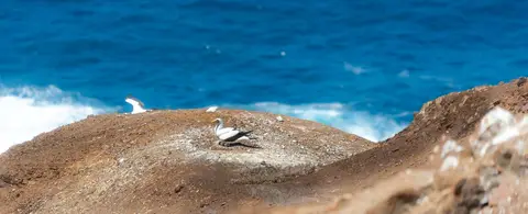 Masked Booby. Many nesting boobies along the way to Lot's Wife's Ponds