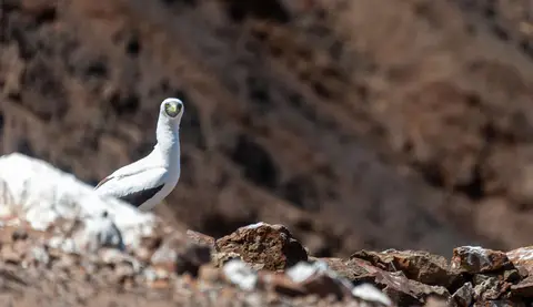 Masked Booby