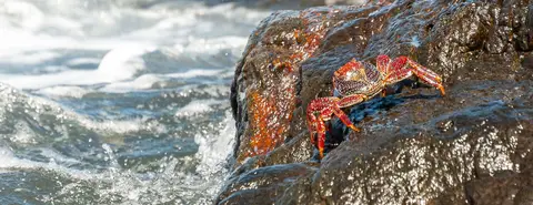 Crabs. They love the excitement of the littoral.