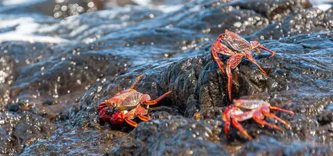 Lot's Wife's Ponds Walk. Crab heaven.