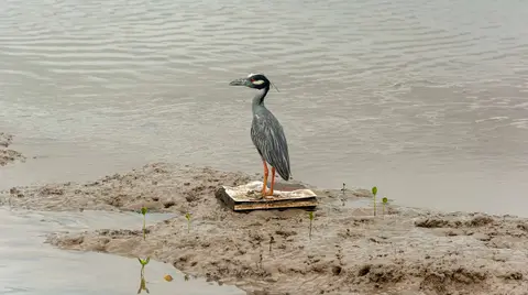 Patient bird. These birds stand for ages waiting for a crab to emerge from it's mud burrow.